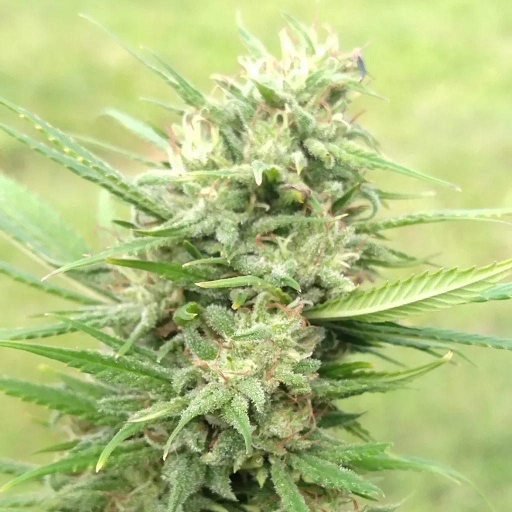 Flor de CBD