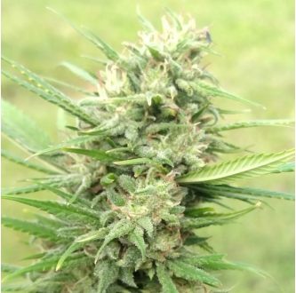 Flor de THC
